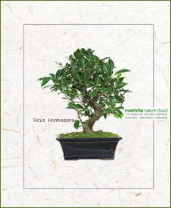 Ficus Formosana Bonsai
