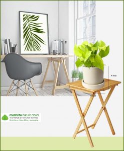 Money Plant Gold in Off White Ceramic Pot