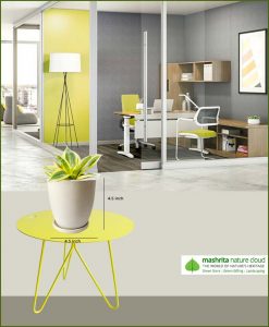 Sansevieria Golden Hahnii with Off White Oval Ceramic Pot