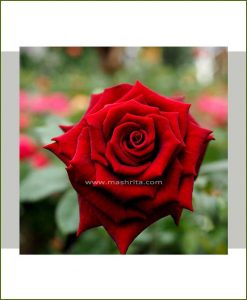 ©MNC-Dark-Red-Rose-Plant