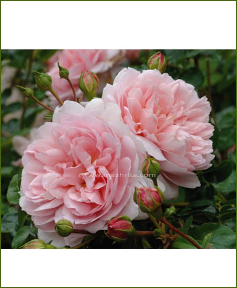 Pink Rose Plant