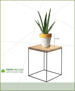 Aloe Vera in Yellow Strip White Ceramic Pot