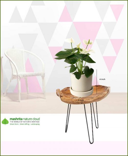 Anthurium White in Off White Ceramic Pot