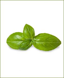 Buy-Italian-Genovese-Basil-Potted-Plant-(Ocimum-Basilicum)