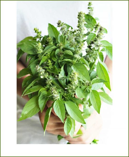 Buy-Lemon-Basil-Potted-Plant-(Ocimum-Citriodorum