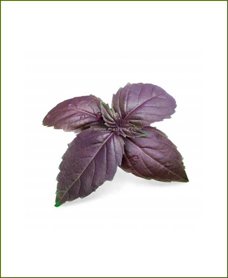 Purple Basil Potted Plant (Ocimum Basilicum)