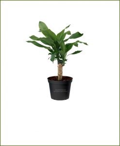 Mashrita Janet-Craig-(Dracaena-Fragrans)