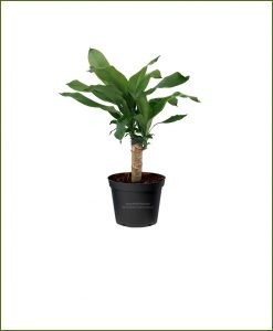 Mashrita Janet-Craig-(Dracaena-Fragrans)