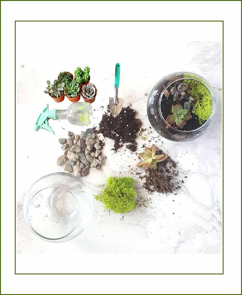 Terrarium Kits