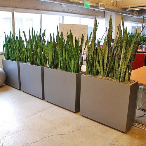 Air Purifier Office Plants on Rent