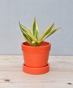 Ceramic Band Pot Orange with Snake Plant Gold