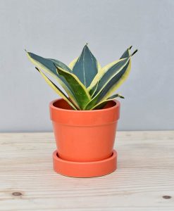 Ceramic Band Pot Orange with Snake Plant Gold Stripe