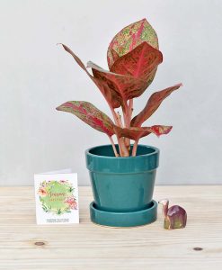 Ceramic Band Pot Peacock Blue with Aglaonema Valentine