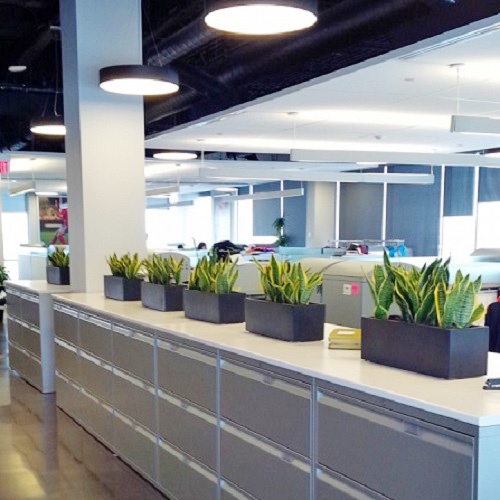 Office Divider Plants on Rent