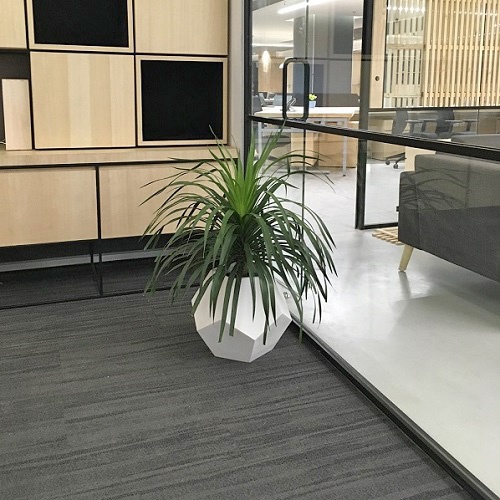 Office Plants Rental - Floor Plants