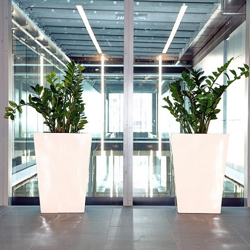 Plants Rental at Mall