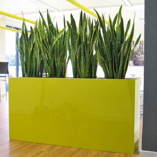 Office Plants on Rent