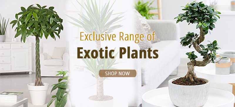 Shop Exotic Plants Online India