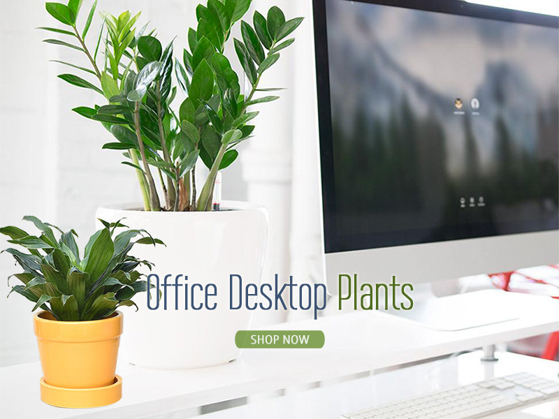 Shop Best Office Desk Plants Online Gurgaon Delhi Noida