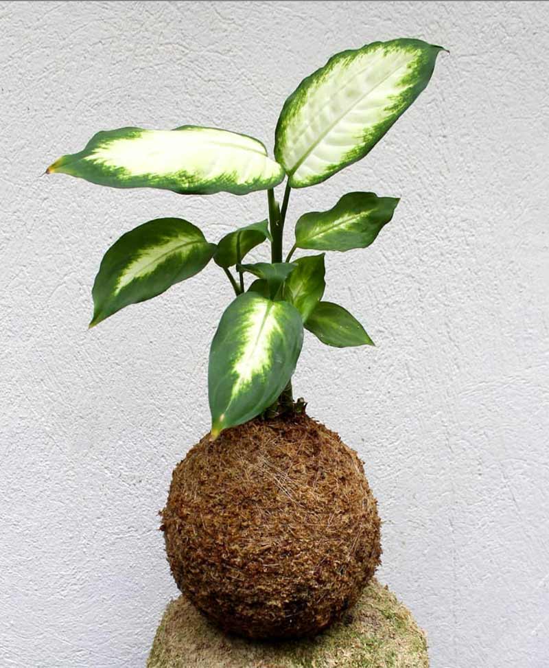 Kokedama of Dieffenbachia