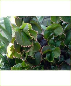 Accalipha Green