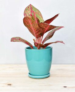 Aglaonema Red