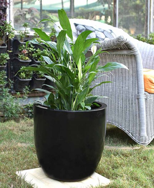 Fiber Glass Cup Shape Black Planter with Peace Lily (Spathiphyllum)