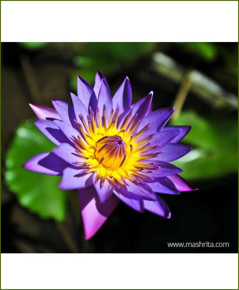 Blue Water Lily Nelumbo Nucifera