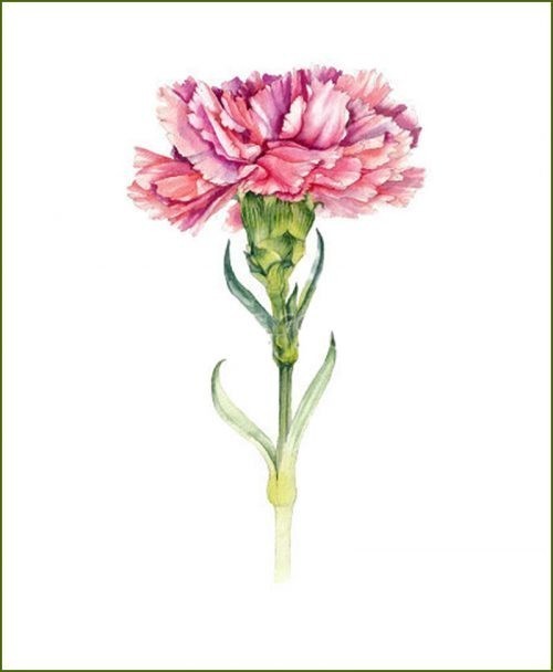 Carnation Plants