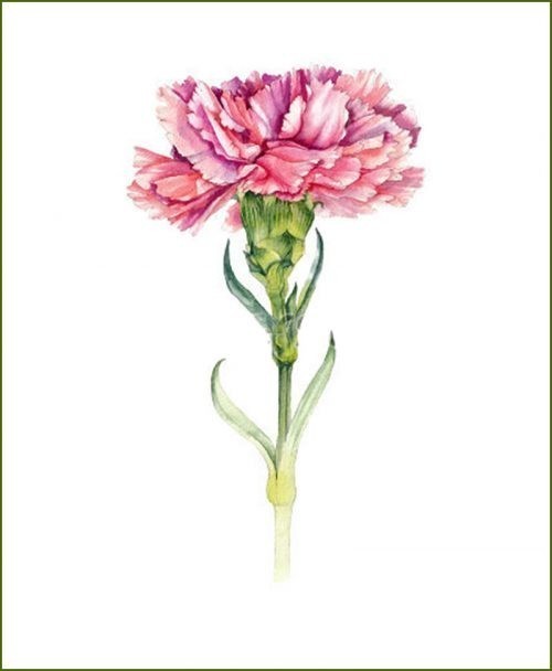 Carnation Plants