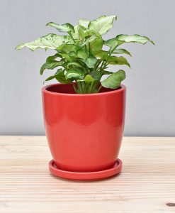 Ceramic 4 inch Oval Pot Red