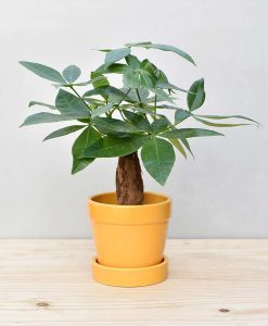 Ceramic Band Pot Mustard Yellow with Exotic Money Tree – Pachira Aquatica 2