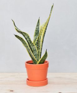 Ceramic Band Pot Orange with Exotic Dwarf Snake Plant 2