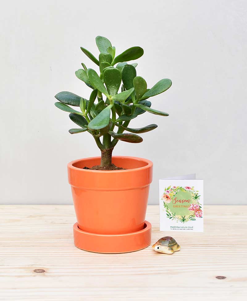 Ceramic Band Pot Orange with Jade Plant Fatty Leaves – Crassula