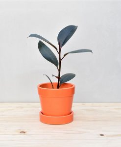 Ceramic Band Pot Orange with Rubber Plant 2