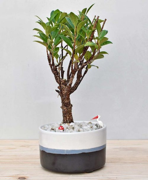 Ceramic Bowl Tray Black with Ficus Formosana Bonsai 1