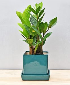 Ceramic Cube 4 inch with Plate Peacock Green