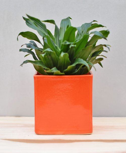 Ceramic Cube Pot 4 inch Orange