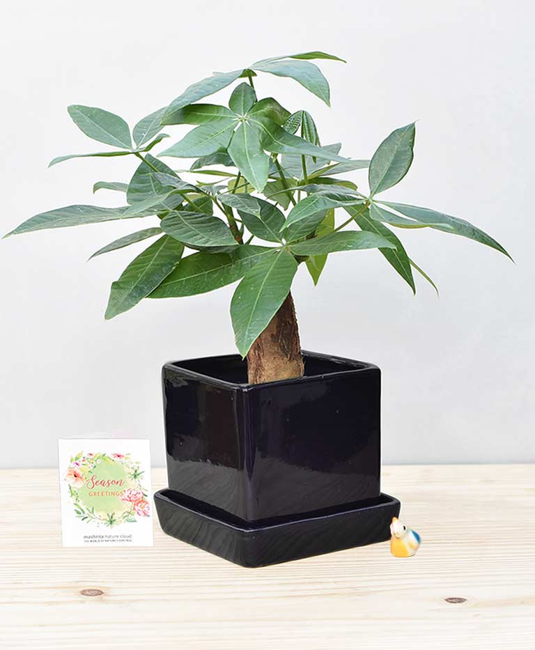 Ceramic Cube Pot Black with Exotic Money Tree – Pachira Aquatica