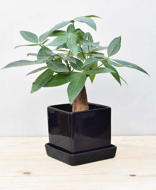 Ceramic Cube Pot Black with Exotic Money Tree – Pachira Aquatica 2