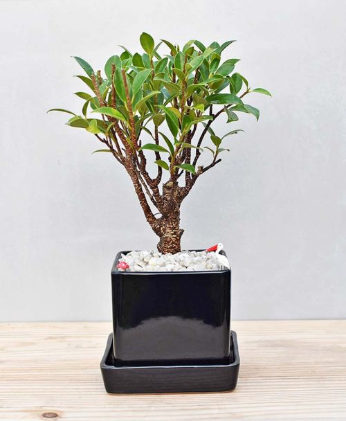 Ceramic Cube Pot Black with Ficus Formosana Bonsai 1