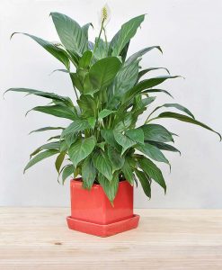 Ceramic Cube Pot Mustard Red with Exotic Peace Lily - Spathiphyllum 2