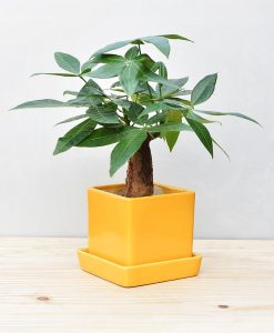 Ceramic Cube Pot Mustard Yellow with Exotic Money Tree – Pachira Aquatica 2