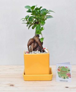 Ceramic Cube Pot Mustard Yellow with Ficus Microcarpa Bonsai 2