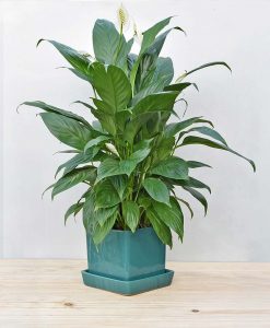 Ceramic Cube Pot Peacock Blue with Exotic Peace Lily - Spathiphyllum 2