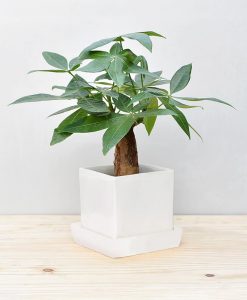 Ceramic Cube Pot White with Exotic Money Tree – Pachira Aquatica 2