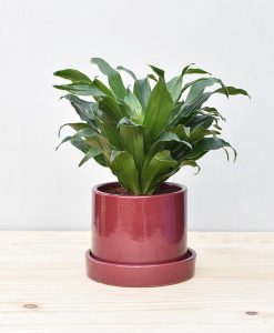 Ceramic Cylendrical Pot Maroon with Exotic Draceana Compacta 2