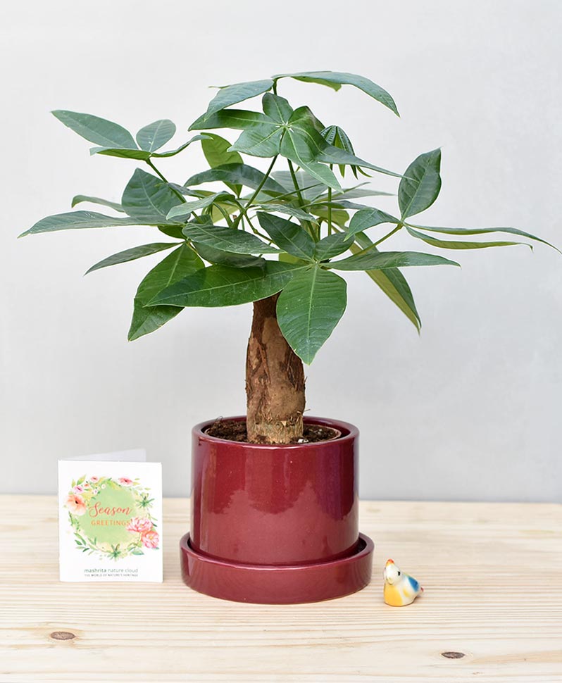 Ceramic Cylindrical Pot Maroon with Exotic Money Tree – Pachira Aquatica