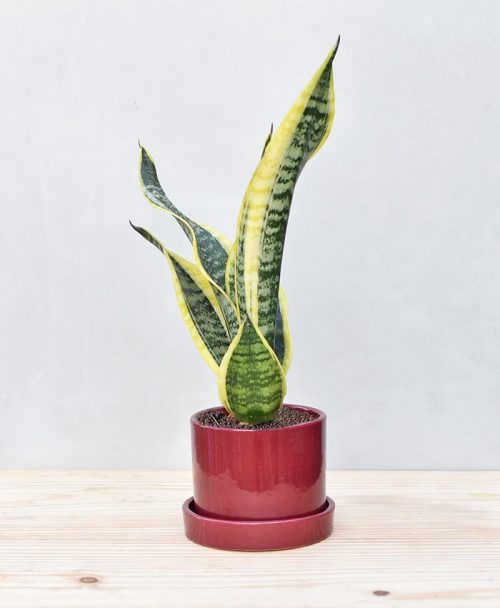 Ceramic Cylindrical Pot Maroon with Exotic Dwarf Snake Plant 2