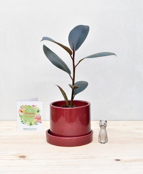Ceramic Cylindrical Pot Maroon with Rubber Plant